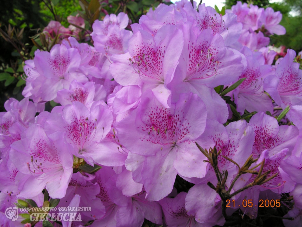 Азалия японская Ледиканенсэ